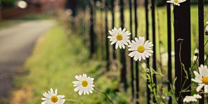 2560x1600 Daisy Wallpaper Background ·① WallpaperTag