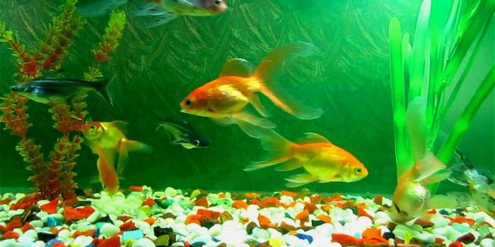 1920x1080 55+ Moving Aquarium Wallpapers on WallpaperPlay