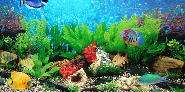 1280x800 Fish Aquarium Live Wallpaper for Android - APK Download