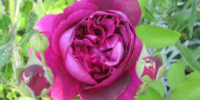 1600x1200 Beautiful Old Fashioned English Roses a perfect addition to your