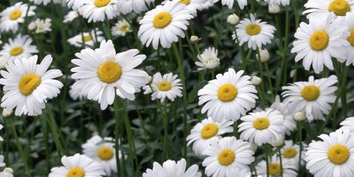 1024x768 Daisy Wallpapers For Desktop Backgrounds Flower Desktop Background