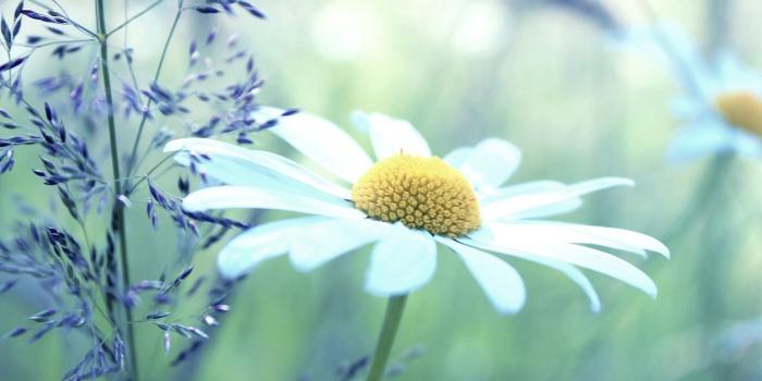 1920x1200 Daisies Daisy Flowers HD Wallpapers, Desktop Backgrounds, Mobile