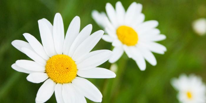 1080x835 500+ Daisy Pictures | Download Free Images on Unsplash