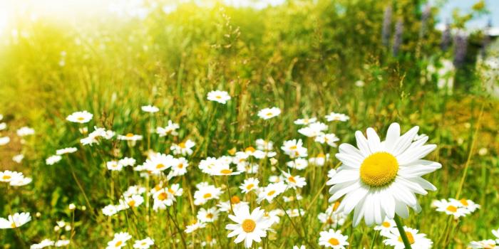 1920x1080 Daisy Desktop