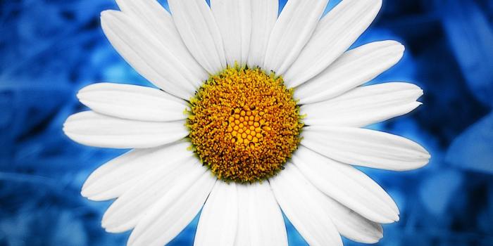 1280x1024 Best 36+ Daisy Desktop Backgrounds on HipWallpaper | Beautiful