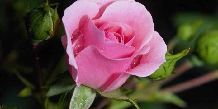 1366x768 Flowers Artificial Cool Roses Bouquet Oldfashioned Flower Wallpaper