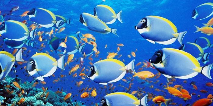 1280x800 Download Live Fish Aquarium Wallpaper (39+) - Free Wallpaper For