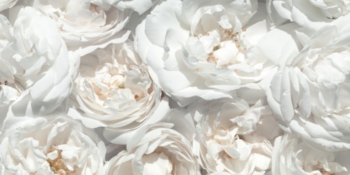 2583x2209 WHAT'S YOUR STORY | MADAME PLANTIER - Bespoke wall coverings from Mr