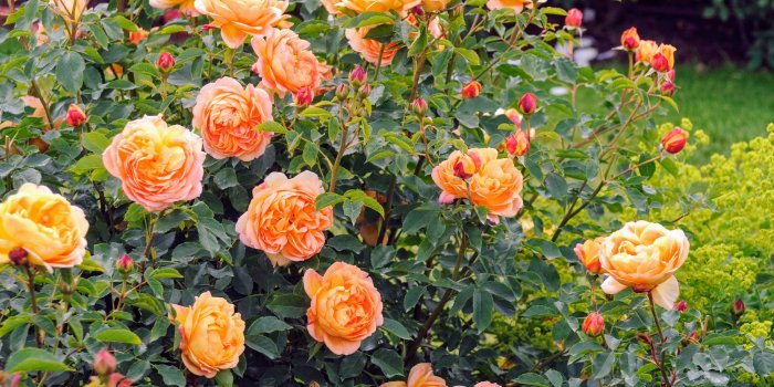 2832x4256 Planting David Austin Roses at My Farm - The Martha Stewart Blog