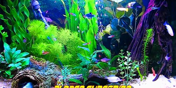 1920x1080 Beautiful Fish Wallpapers Free Download HD Wallpapers Pop 1680×1050