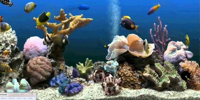 1278x720 Live Aquarium Desktop Wallpaper - 52DazheW Gallery
