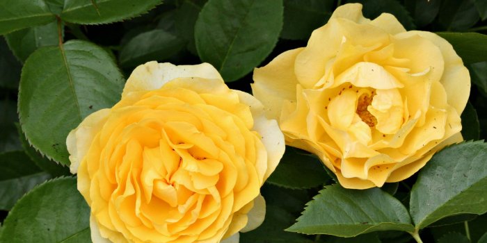 2821x1880 Julia Child rose - Wikipedia