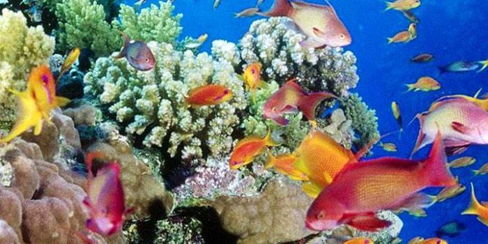 720x1280 Aquarium Live Wallpaper for Android - APK Download