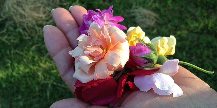 1920x1200 She Rooted All These Antique Roses