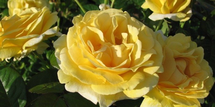 1024x768 The 6 Most Beautiful Roses In The World - Sara Verdier