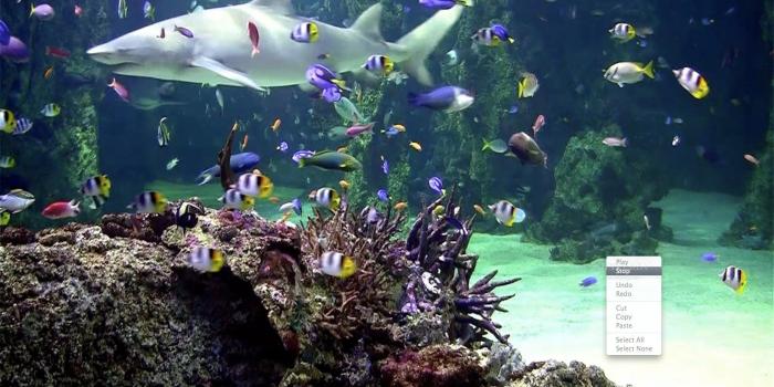 1680x1050 Fish Tank Live Wallpaper Group (50+), Download for free