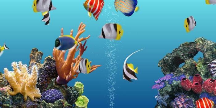 1024x768 Live Fish Aquarium Wallpaper (39+), Find HD Wallpapers For Free