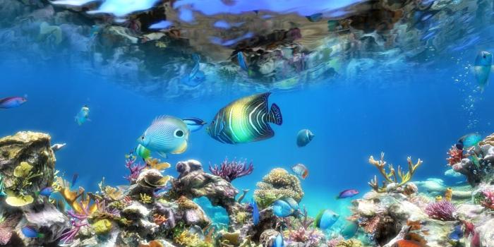 1920x1080 Aquarium Live Wallpaper for PC (55+ images)
