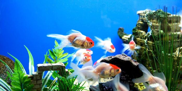 1920x1080 55+ Moving Aquarium Wallpapers on WallpaperPlay