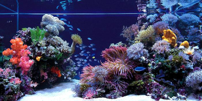 1920x1080 Aquarium Wallpaper (48+ images) on Genchi.info