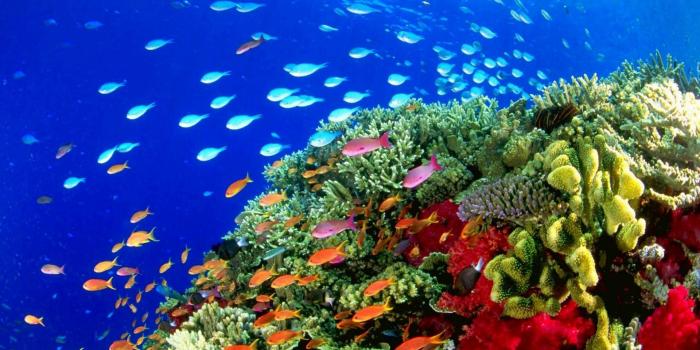 1920x1080 Aquarium Live Wallpaper Hd (47+), Find HD Wallpapers For Free