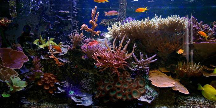 1920x1080 35+ Tropical Aquarium Wallpapers - Download at WallpaperBro