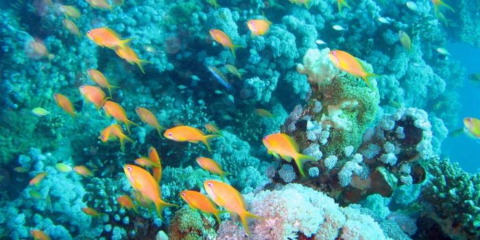 1600x1002 Aquarium Live Wallpaper For Pc - Wall.BestPoemView.CO