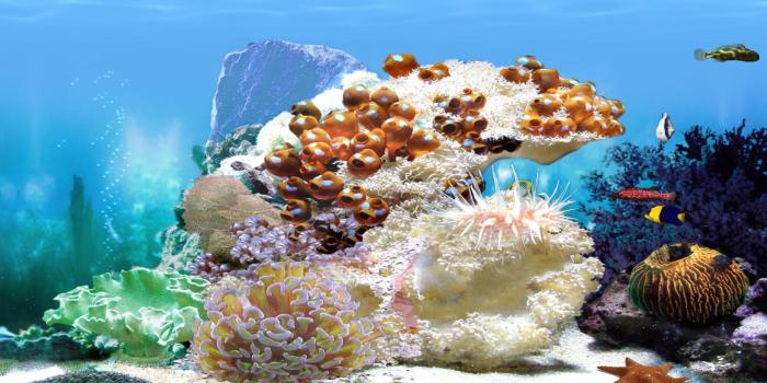 1920x1080 3D Aquarium Wallpaper (52+ images)