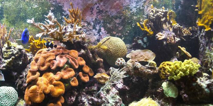 1920x1080 Aquarium Live Wallpaper For Windows 10 Group (30+), Download for free