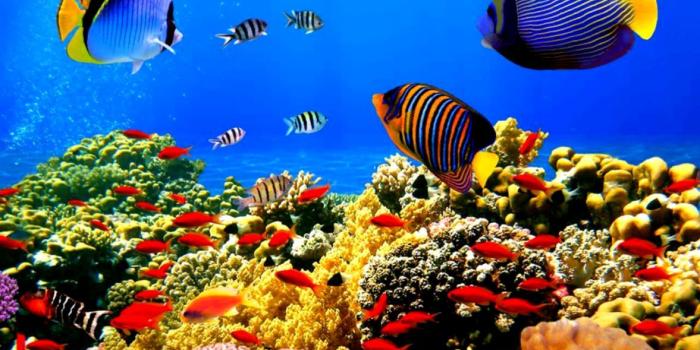 1177x736 Live Aquarium Wallpaper | Amazing Wallpapers