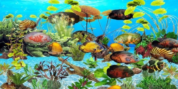 1600x900 Aquarium Live Wallpaper Windows 10 - (31++ Image Collections)