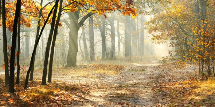 2560x1600 Landscape Morning Nature Beautiful Wallpaper [2560x1600]