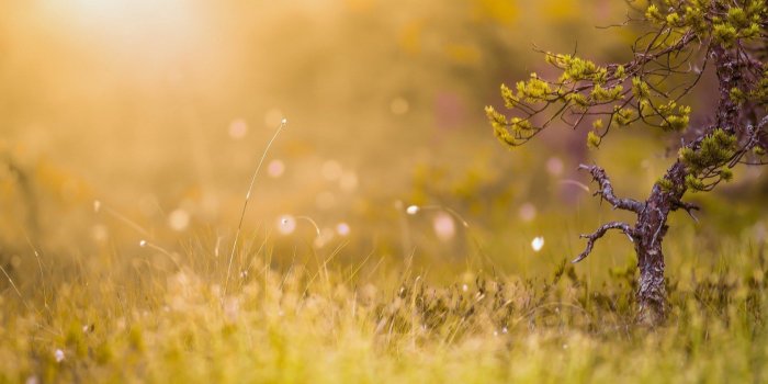 1680x1050 morning-sun-nature-wallpaper - The Master Shift