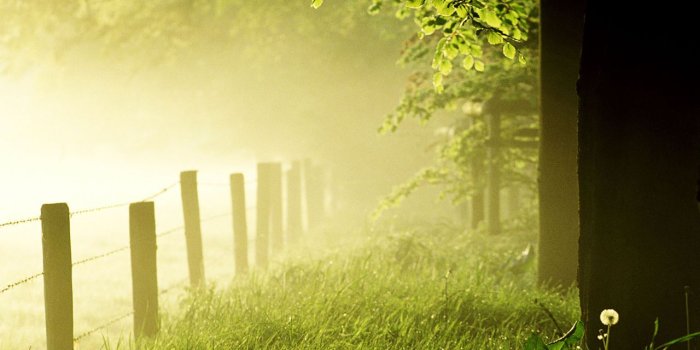 1280x1024 Green nature in the morning