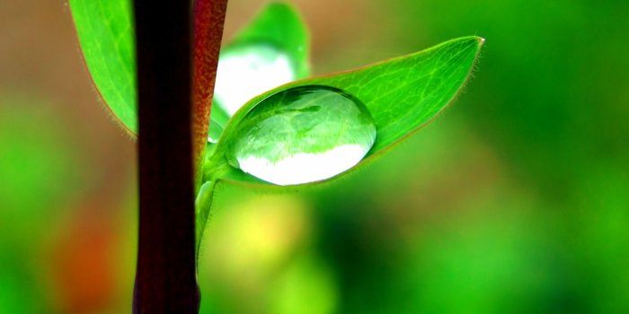 1600x1200 Morning dew Wallpaper Plants Nature Wallpapers in jpg format for