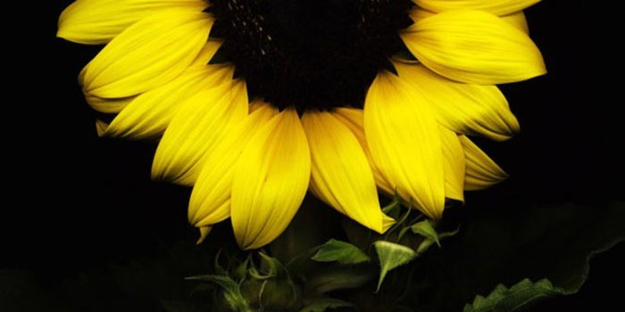 1080x1920 sunflower black | wallpaper in 2019 | Sunflower wallpaper, Sunflower