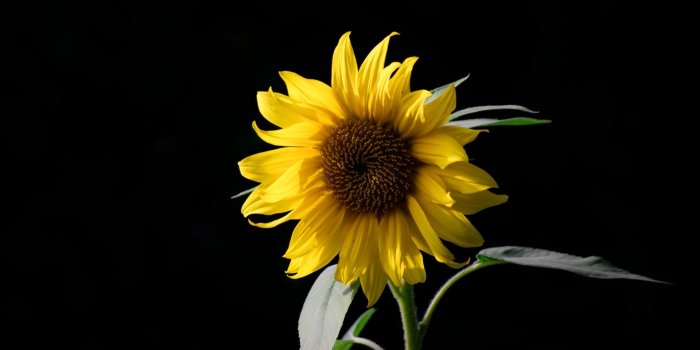 1920x1080 Sunflower with Black Background Wallpaper - Wallpaper Stream