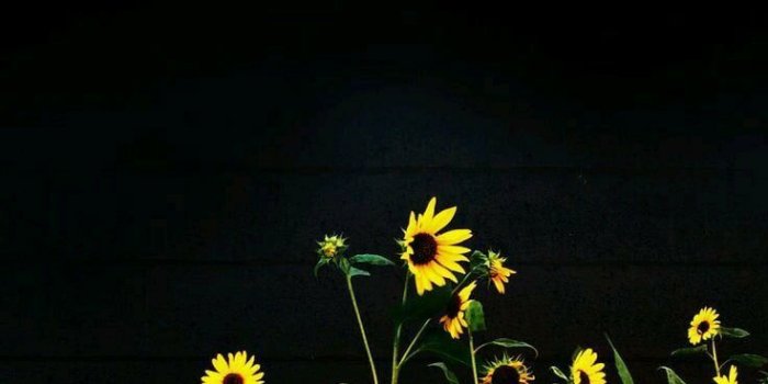 736x1308 Pictures for quote|wallpaper|images| Backgrounds | Pictures