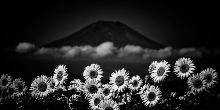 1920x1080 Sunflower Black Wallpaper - Wallpaper Stream