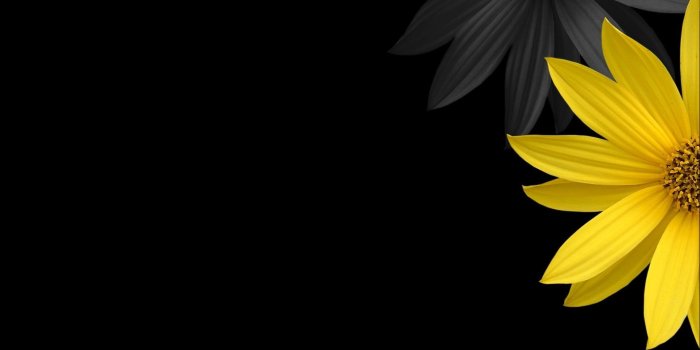 1920x1200 Yellow sunflower with black background HD wallpaper | Wallpaper Flare