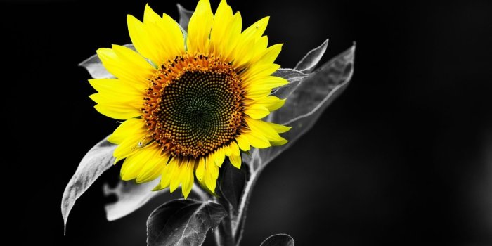 1600x900 Black And White Sunflower Wallpaper | Art Projects for students