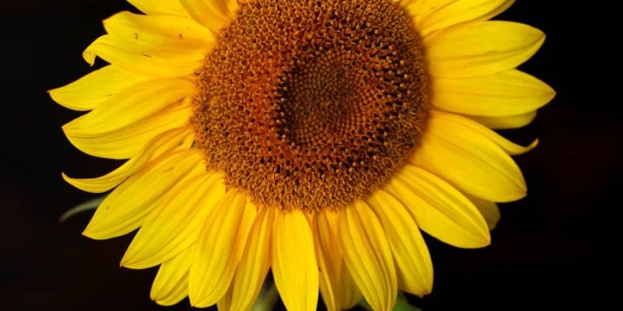 800x1200 Flowers sunflower desktop wallpaper sunflower flower on black