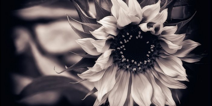 1533x1024 Black And White Sunflower Photography HD Wallpaper, Background Images