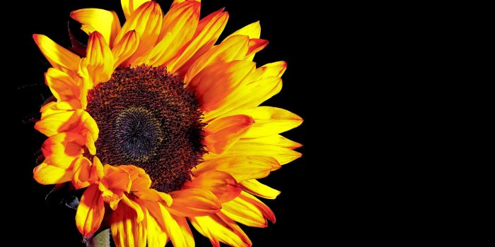 2560x1600 Sunflower photography black background wallpaper Gallery