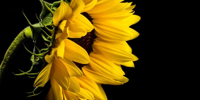 1920x1080 Yellow Sunflower on Black Background Wallpaper - Wallpaper Stream