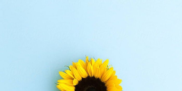 800x1200 Sunflower on blue by Ruth Black for Stocksy United | Basement
