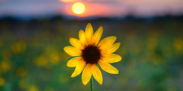 1600x1066 45+ Sunflower Large High Res Wallpapers - Download at WallpaperBro