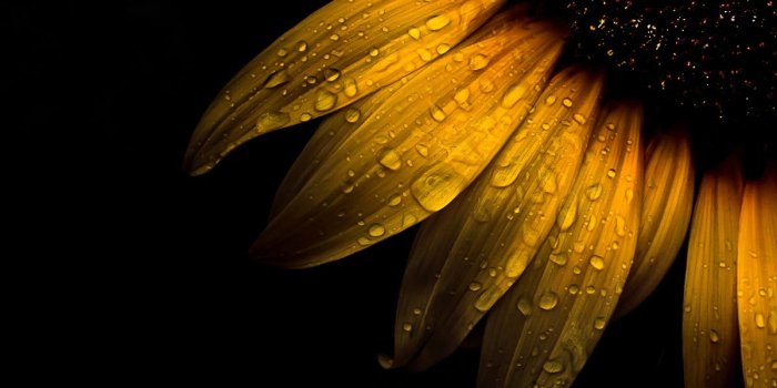 1200x960 Macro Photo Of Water Dew On Sunflower Hd Wallpaper - Photography