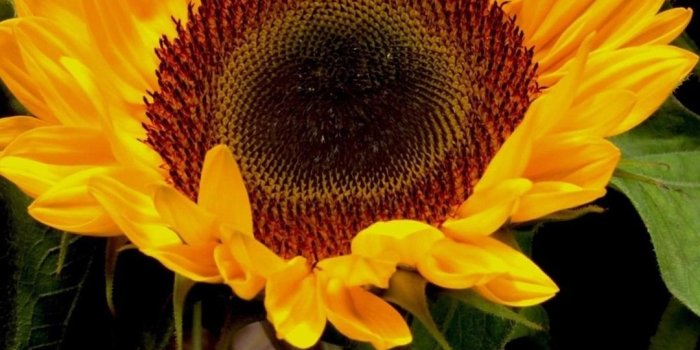 1080x1920 Sunflowers, black background 1080x1920 iPhone 8/7/6/6S Plus