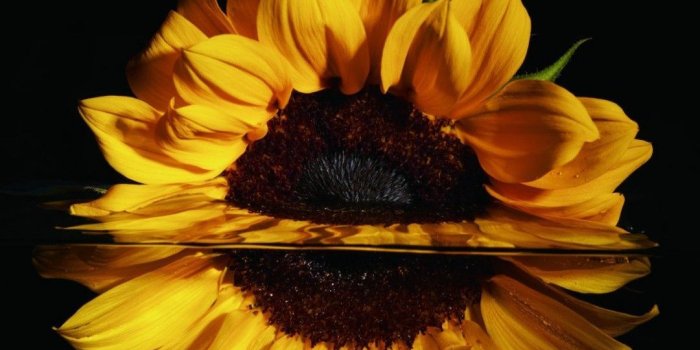1080x1920 Preet on HD WALLPAPERS | Sunflower wallpaper, Sunflower